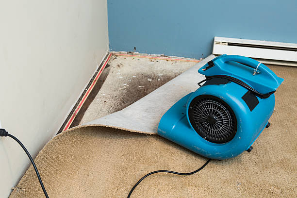 Best Water damage cleanup near me  in Opp, AL
